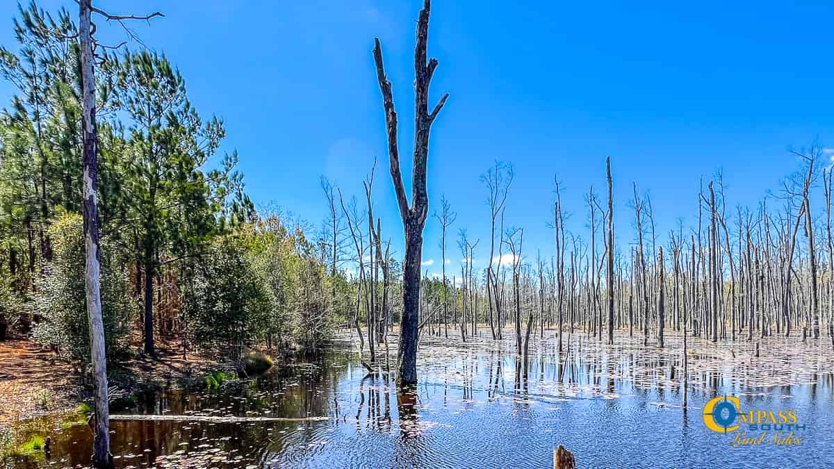 Land for Sale in South Carolina