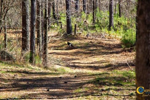 Chattahoochee Ridge Farm-21