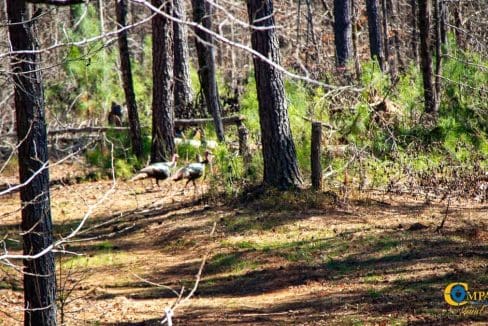 Chattahoochee Ridge Farm-23