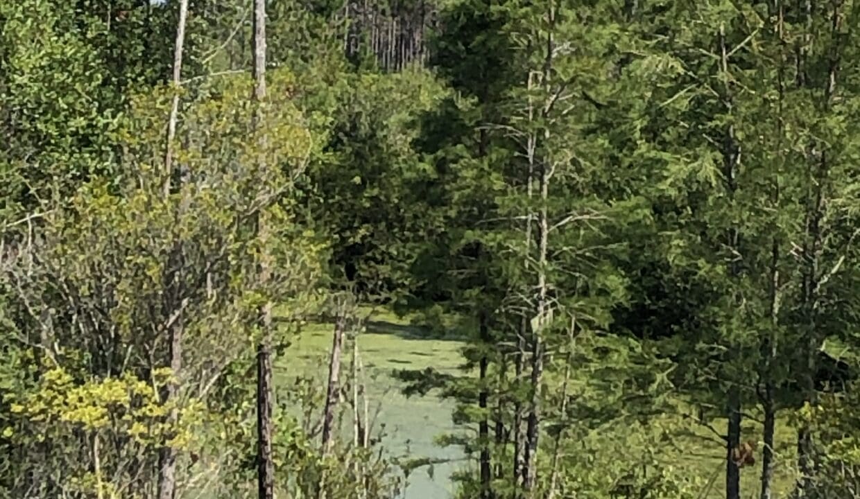 Meyes_edge of pond cypress flat