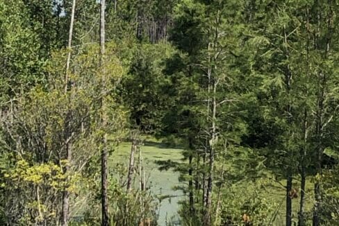 Meyes_edge of pond cypress flat