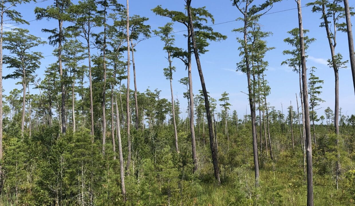 Meyes_pond cypress flat