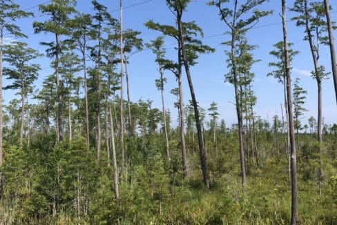 Meyes_pond cypress flat