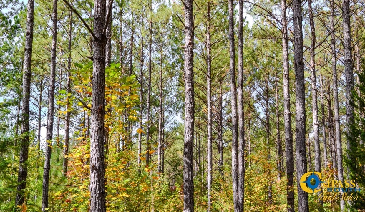 Rocky Branch Land for Sale in South Carolina-01