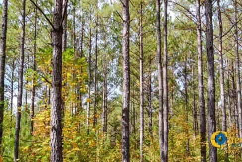 Rocky Branch Land for Sale in South Carolina-01