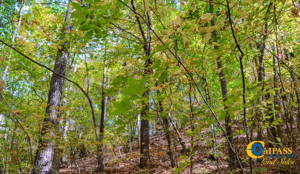 Rocky Branch Land for Sale in South Carolina-02