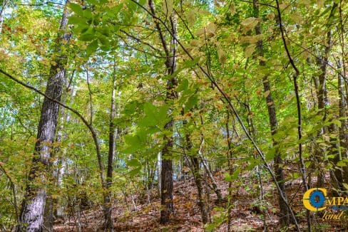 Rocky Branch Land for Sale in South Carolina-02