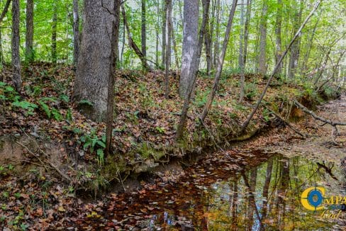 Rocky Branch Land for Sale in South Carolina-04