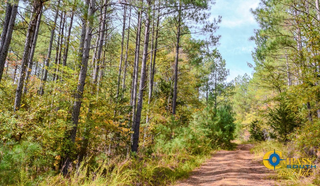 Rocky Branch Land for Sale in South Carolina-05