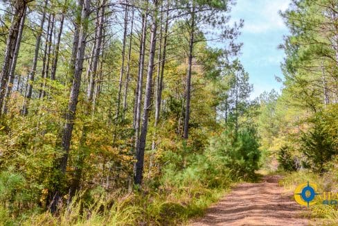 Rocky Branch Land for Sale in South Carolina-05