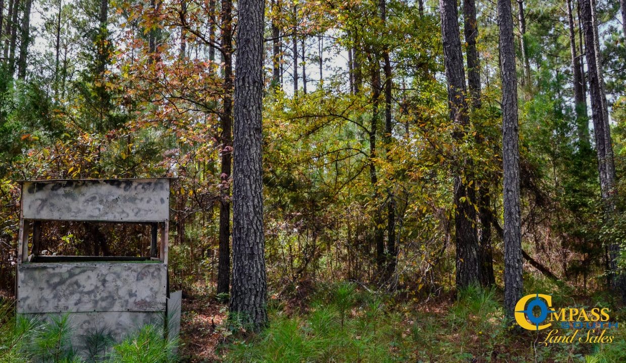 Rocky Branch Land for Sale in South Carolina-06