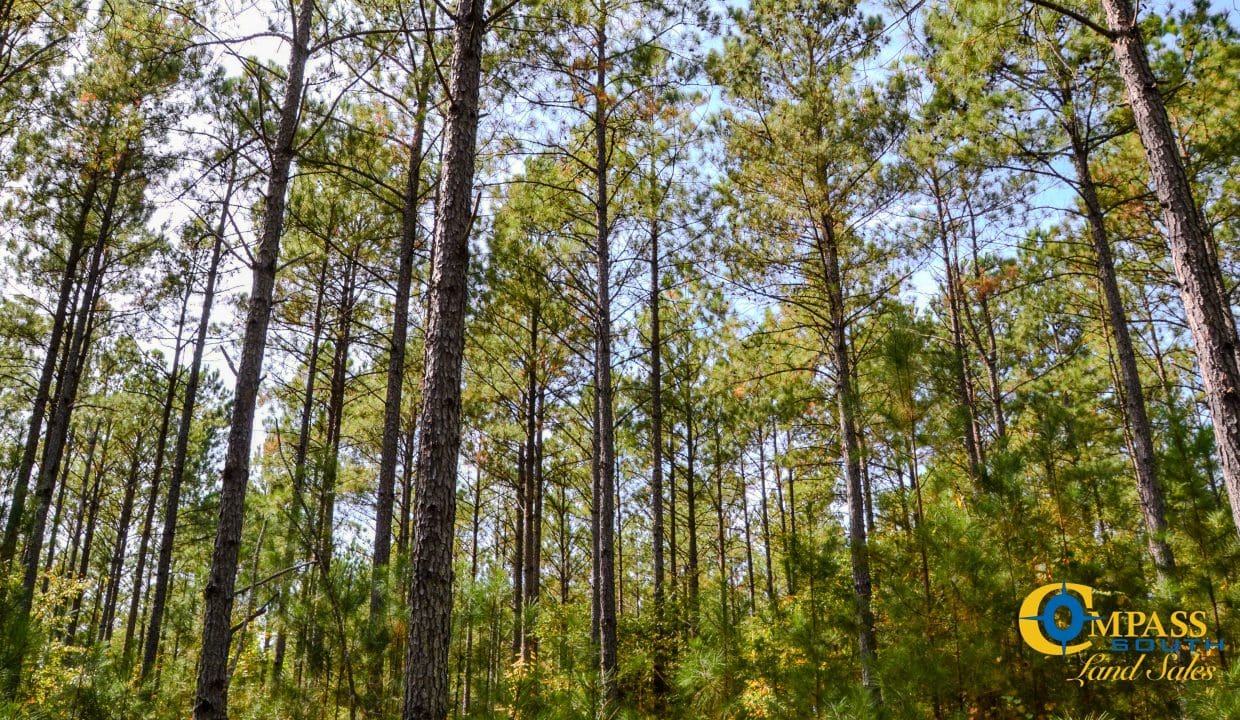 Rocky Branch Land for Sale in South Carolina-07