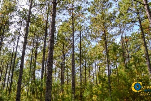 Rocky Branch Land for Sale in South Carolina-07