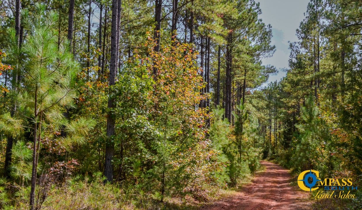 Rocky Branch Land for Sale in South Carolina-09