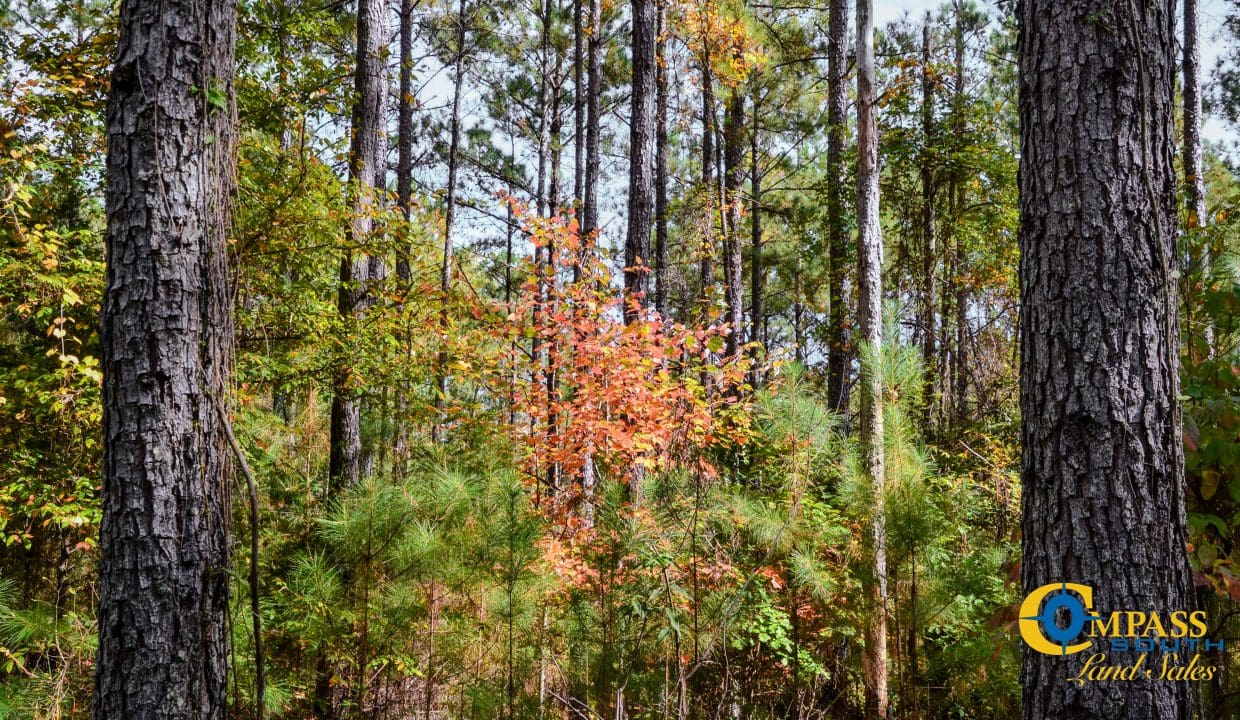 Rocky Branch Land for Sale in South Carolina-10