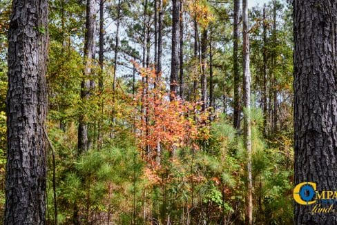 Rocky Branch Land for Sale in South Carolina-10