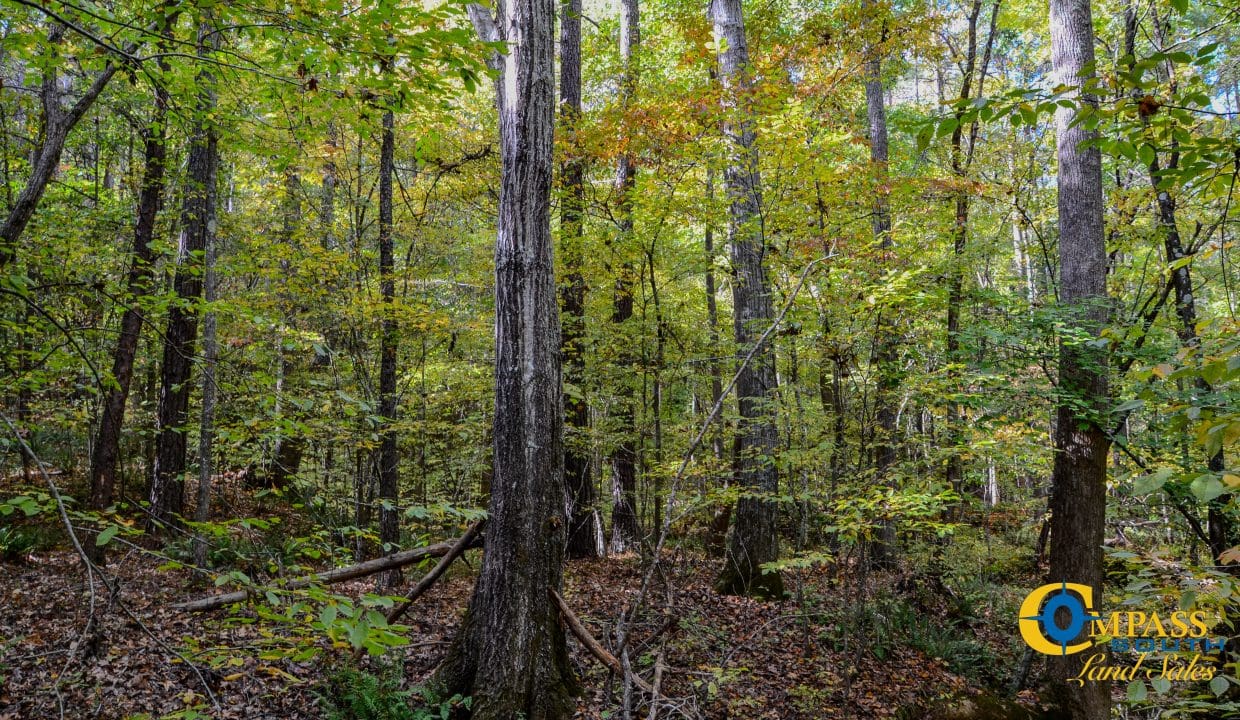 Rocky Branch Land for Sale in South Carolina-11