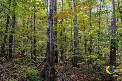 Rocky Branch Land for Sale in South Carolina-11