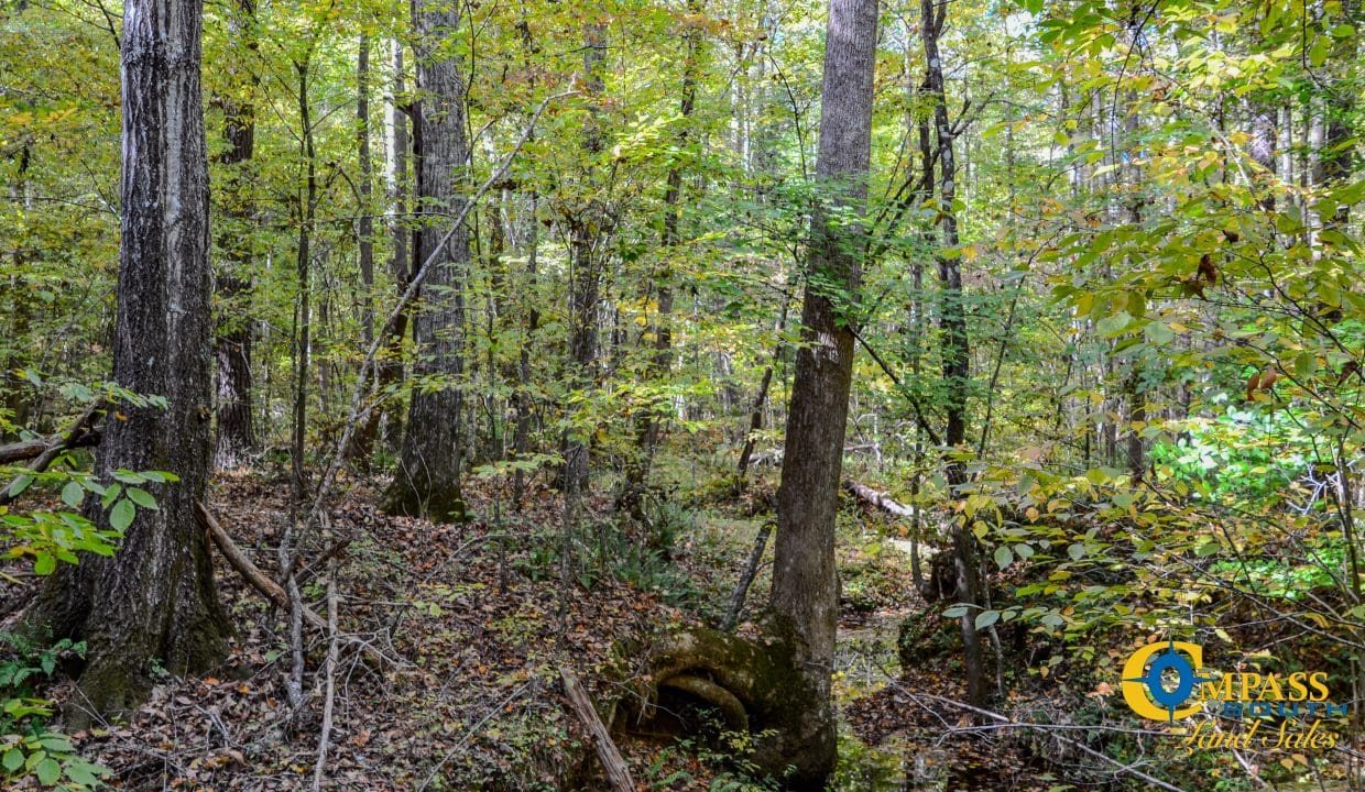 Rocky Branch Land for Sale in South Carolina-12