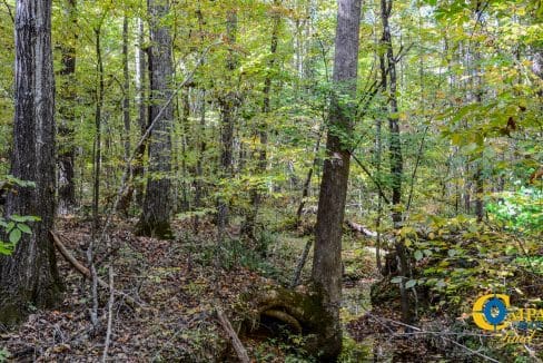 Rocky Branch Land for Sale in South Carolina-12