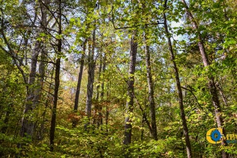 Rocky Branch Land for Sale in South Carolina-13