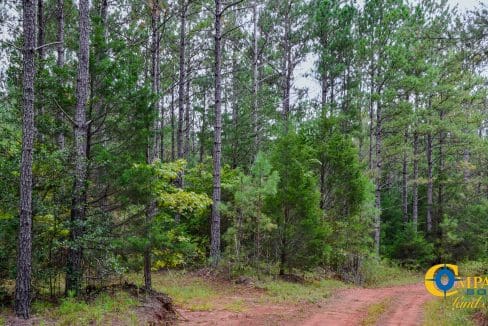 Rocky Branch Land for Sale in South Carolina-24