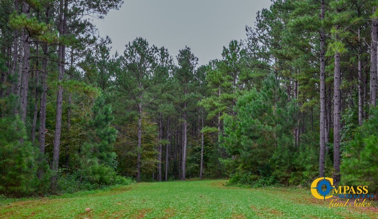 Rocky Branch Land for Sale in South Carolina-26