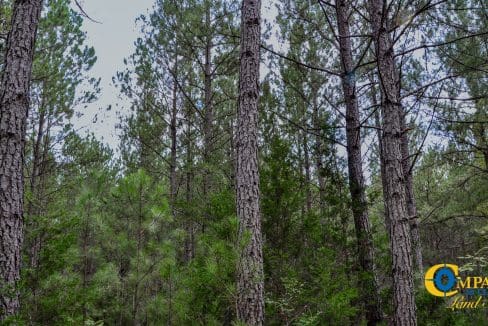 Rocky Branch Land for Sale in South Carolina-28