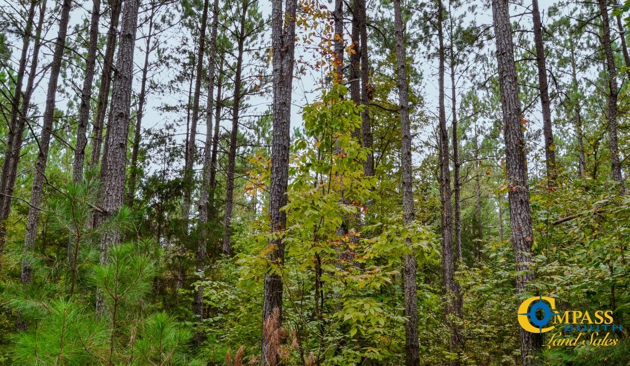 Rocky Branch Land for Sale in South Carolina-33