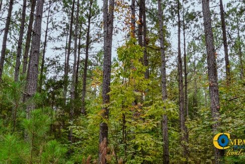 Rocky Branch Land for Sale in South Carolina-33