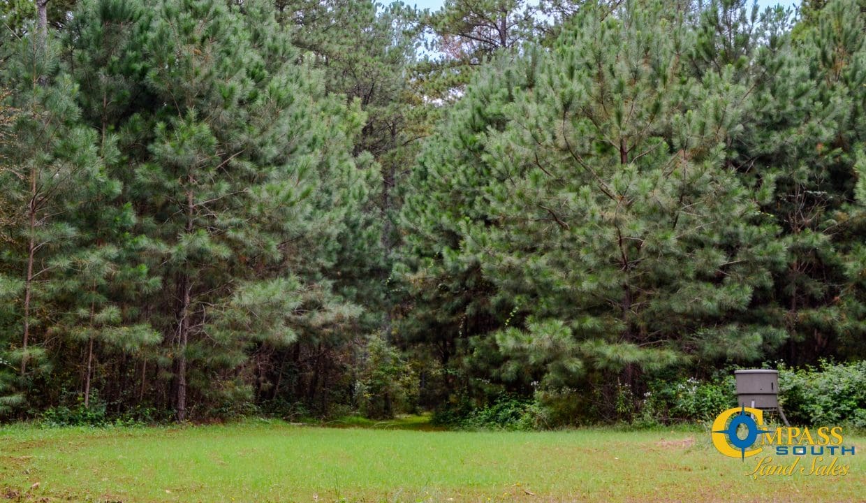 Rocky Branch Land for Sale in South Carolina-35