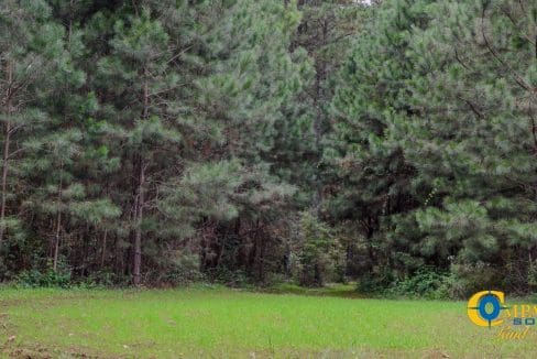 Rocky Branch Land for Sale in South Carolina-36