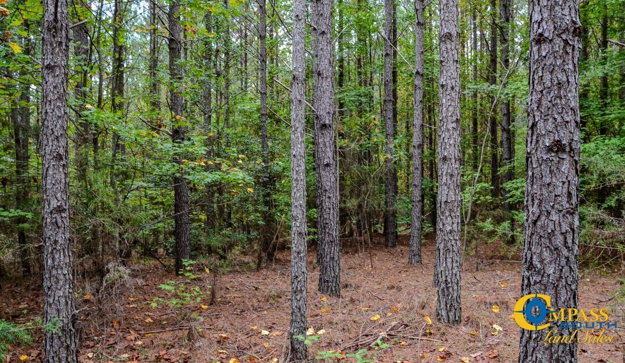 Rocky Branch Land for Sale in South Carolina-37