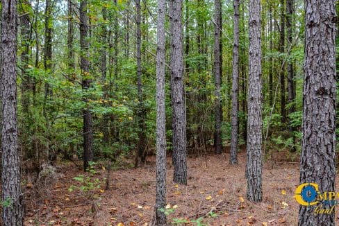 Rocky Branch Land for Sale in South Carolina-37