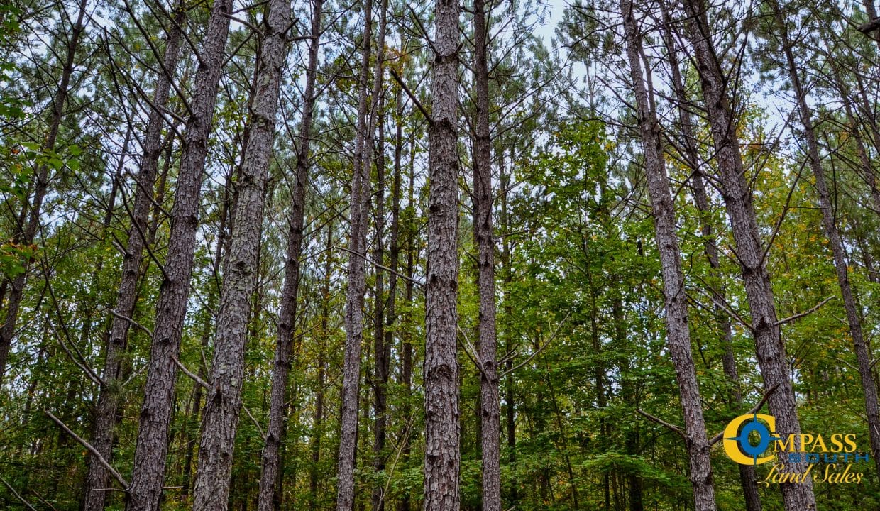 Rocky Branch Land for Sale in South Carolina-38