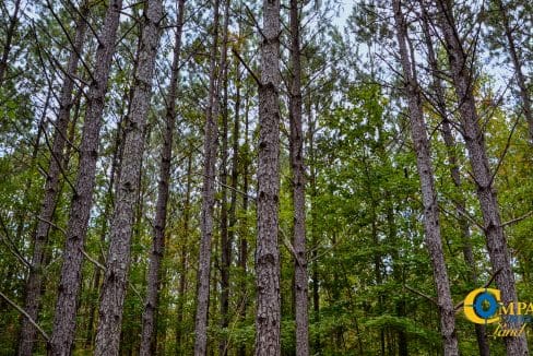 Rocky Branch Land for Sale in South Carolina-38