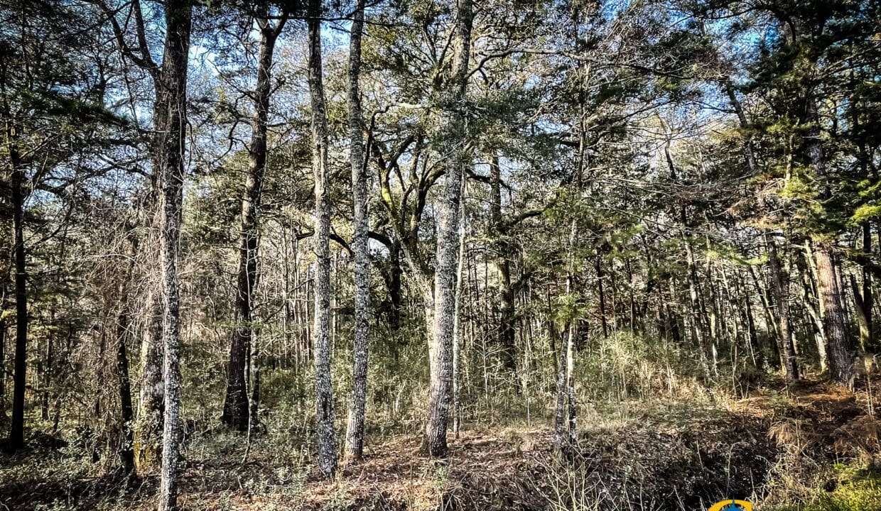 Carroll Tract Live Oak Grove