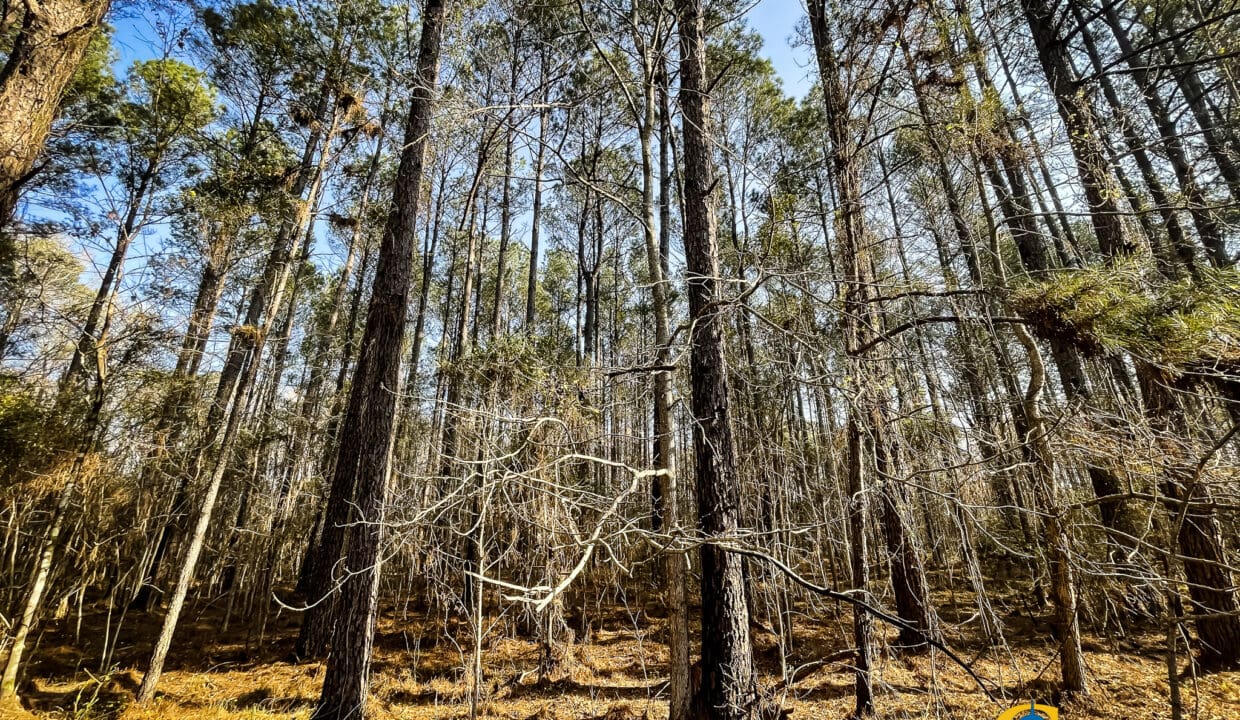 Carroll Tract Mature Pine Plantation