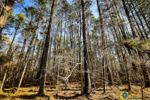 Carroll Tract Mature Pine Plantation