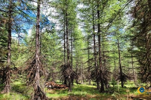 Two Creeks Flathead County, Montana-09