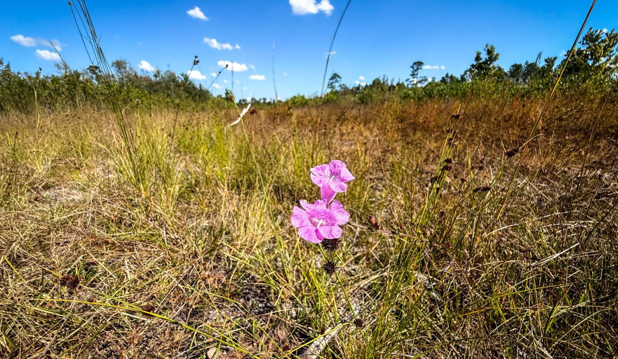 Williams Central 34Compass South Land Sales-05