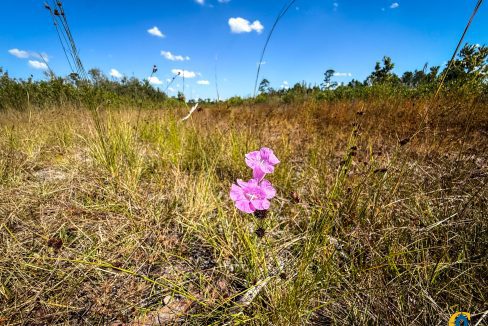 Williams Central 34Compass South Land Sales-05