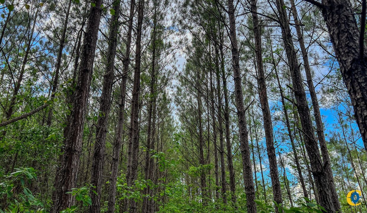 Peurifoy Road Compass South Land Sales South Carolina-08