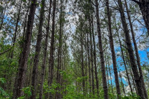 Peurifoy Road Compass South Land Sales South Carolina-08