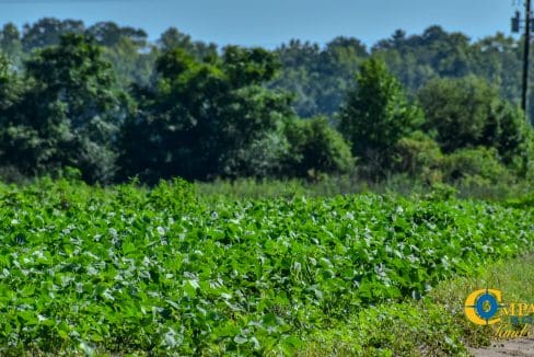 Grist Mill Farm-15