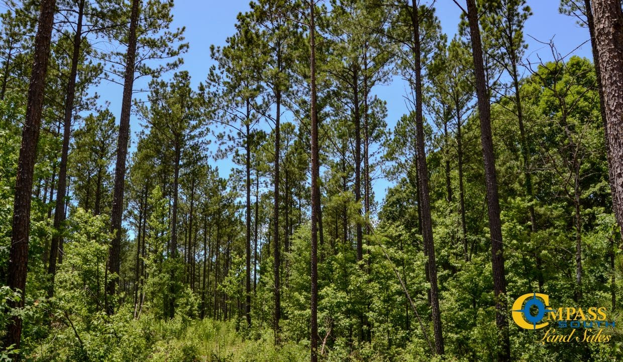 Smith Ford Road Land for Sale in South Carolina-36