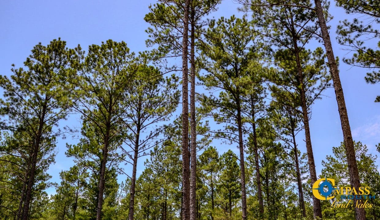 Smith Ford Road Land for Sale in South Carolina-37