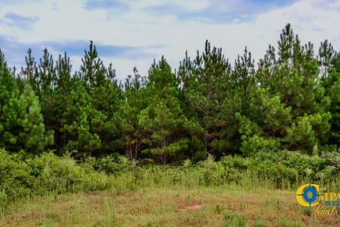 Smith Ford Road Land for Sale in South Carolina-47