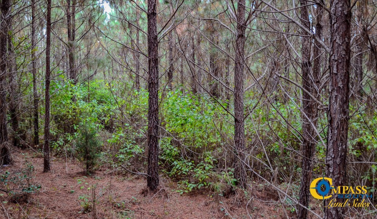 Smith Ford Road Land for Sale in South Carolina-48