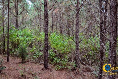 Smith Ford Road Land for Sale in South Carolina-48